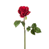 Rosa SARAH