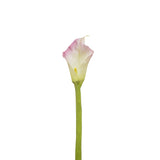 Kelly Calla Lily Stem