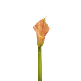 Kelly Calla Lily Stem