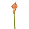 Arum KELLY H105