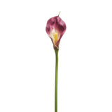 Kelly Calla Lily Stem