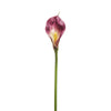 Tige d'Arum Kelly