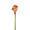 Tige d'Arum Kelly