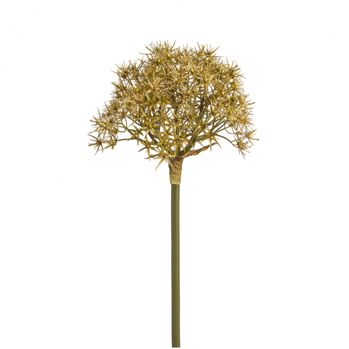 Tige d'Allium Atropurpureum