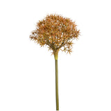 Allium Atropurpureum Stem