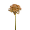 Allium