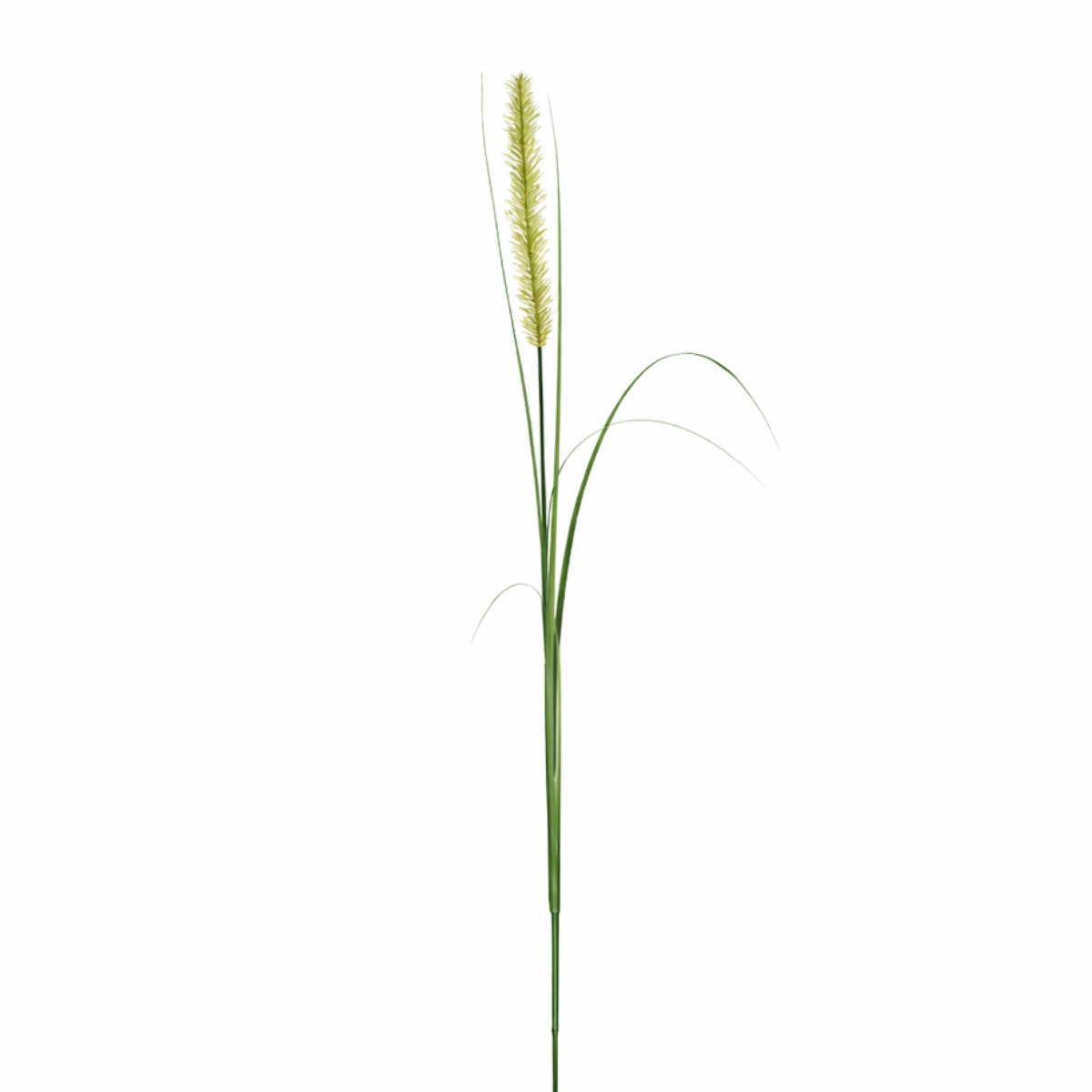 Feuillage Onion grass