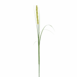Feuillage Onion grass