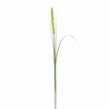 Feuillage Onion grass