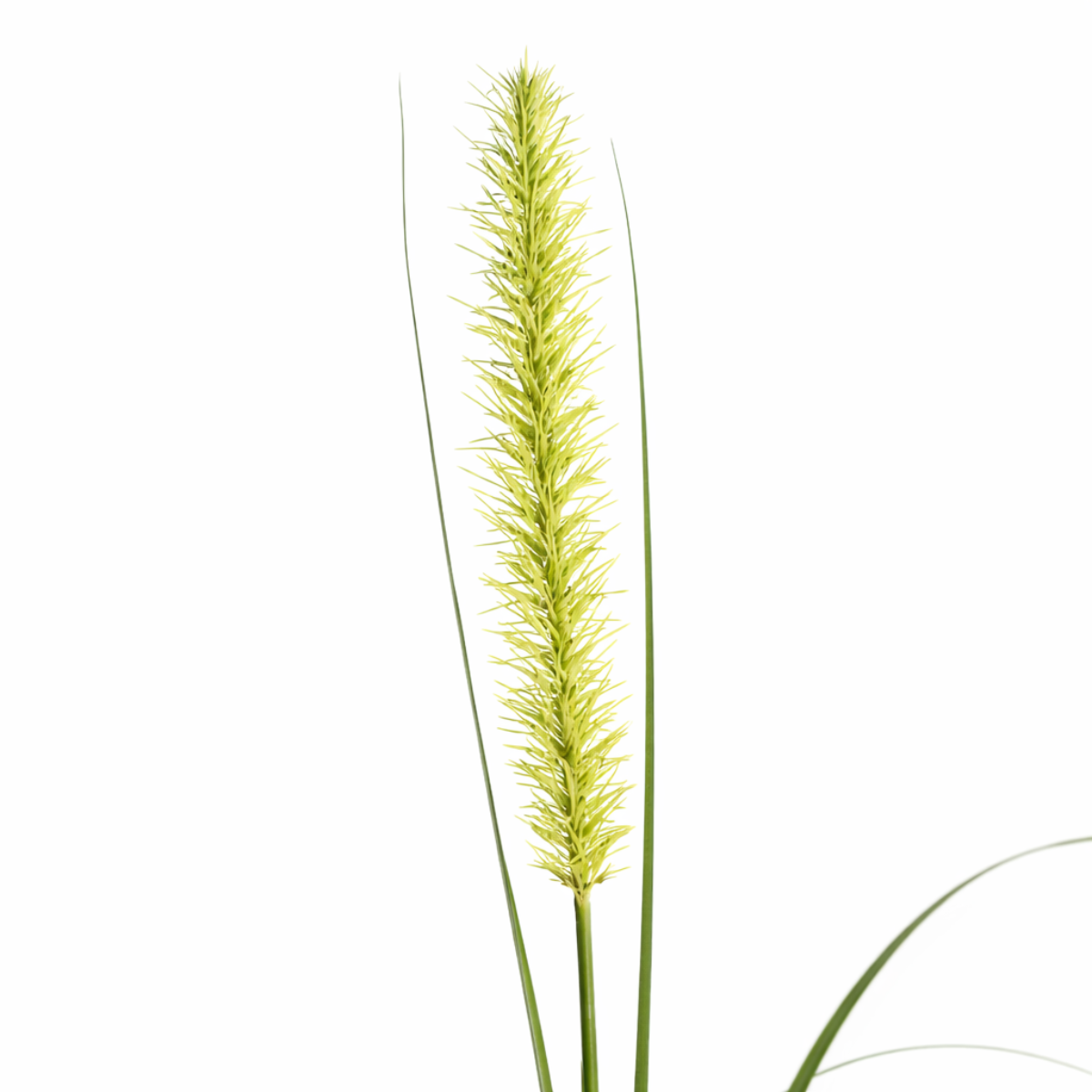 Feuillage Onion grass
