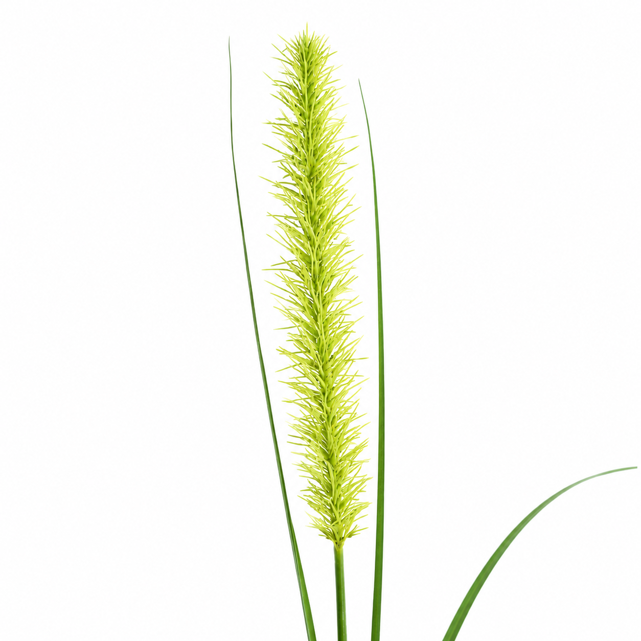 Feuillage Onion grass