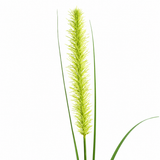 Feuillage Onion grass