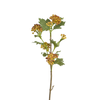Viburnum Opulus Berry Foliage