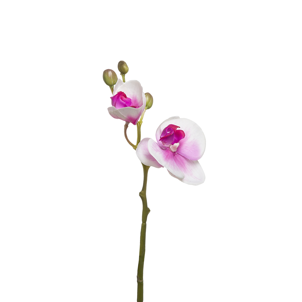 Orchidea Phalaenopsis FOREVER H32