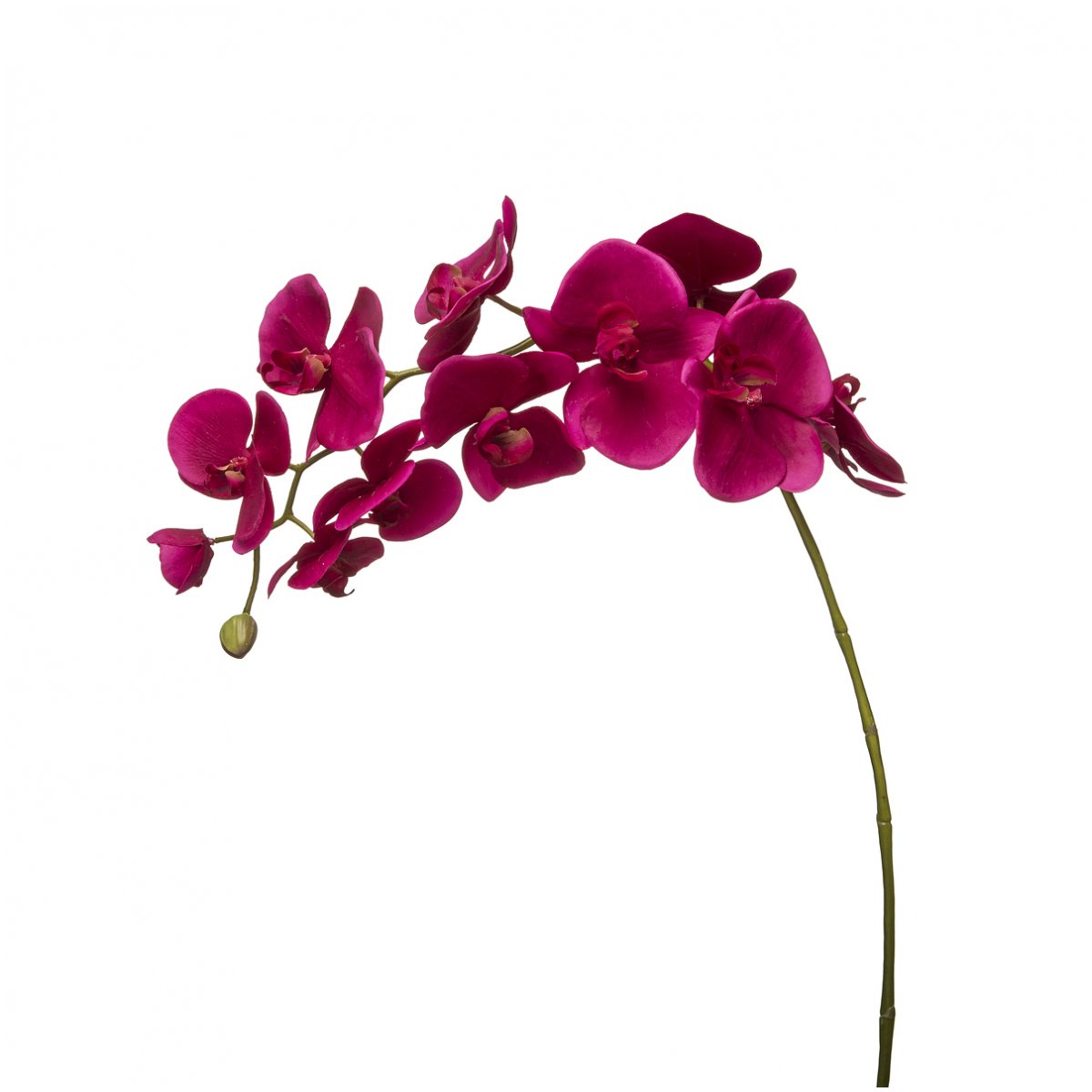 Tige d'Orchidée Phalaenopsis Forever