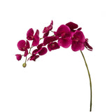 Phalaenopsis Orchid Stem Forever
