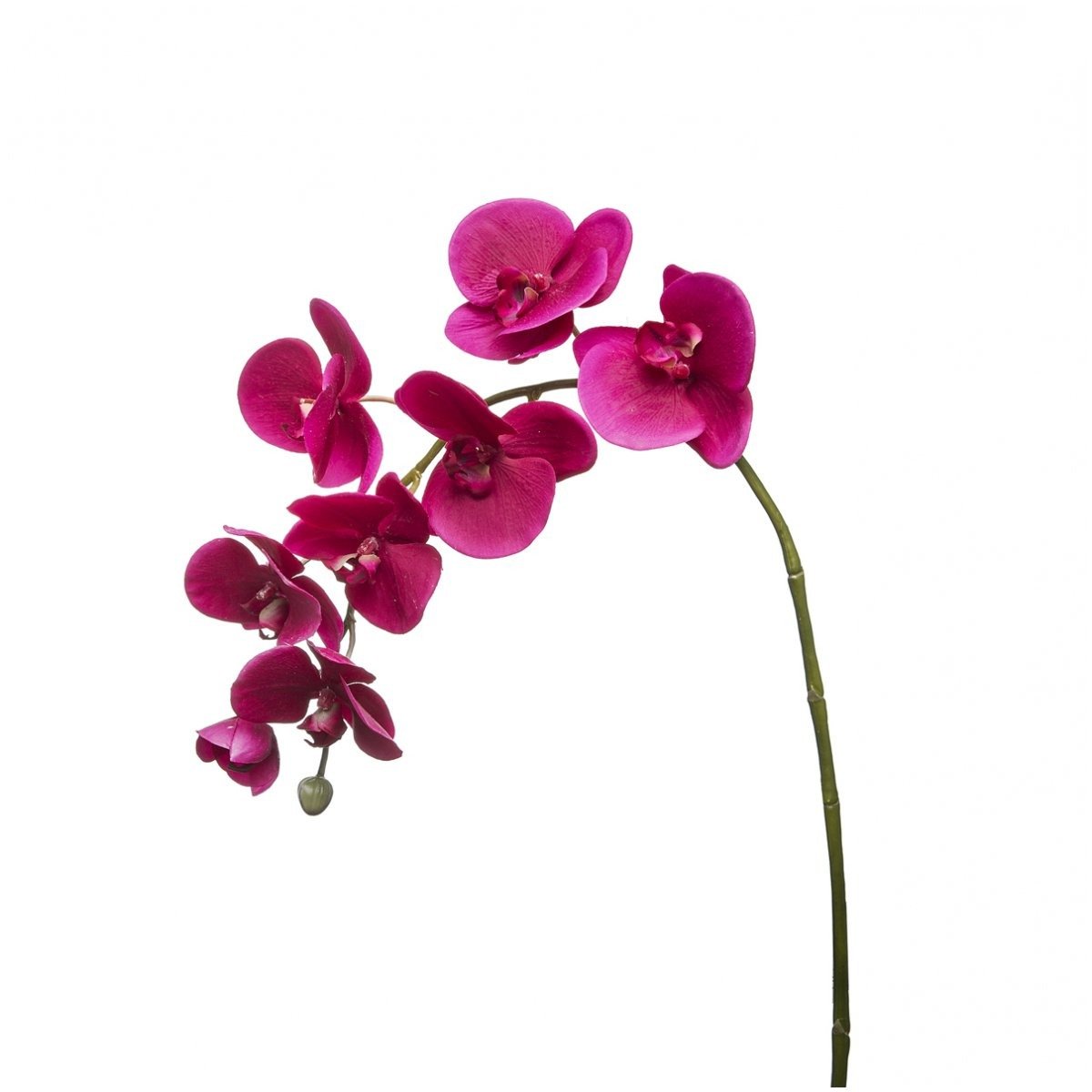 Orchidea Phalaenopsis FOREVER H82