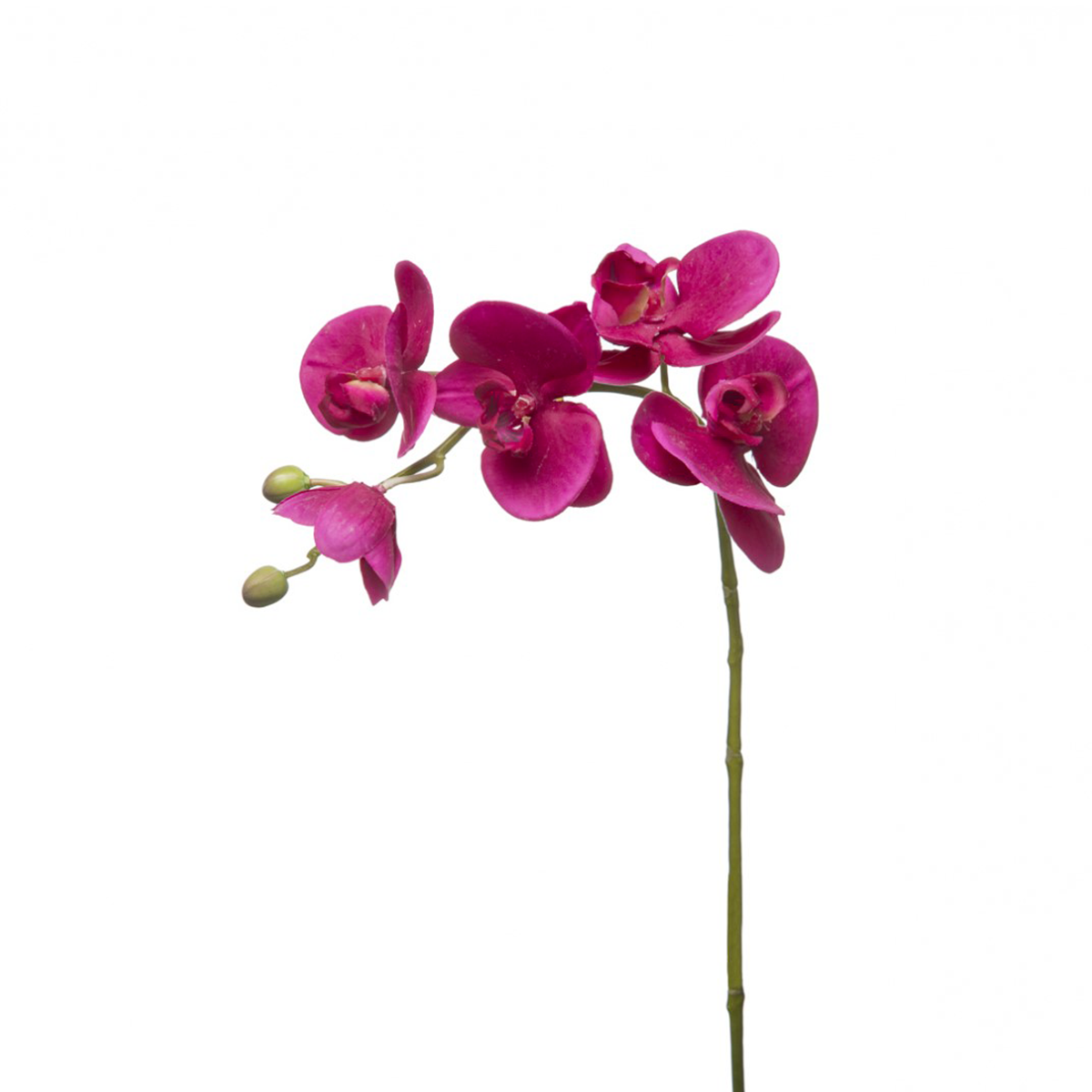 Orquídea Phalaenopsis FOREVER H47