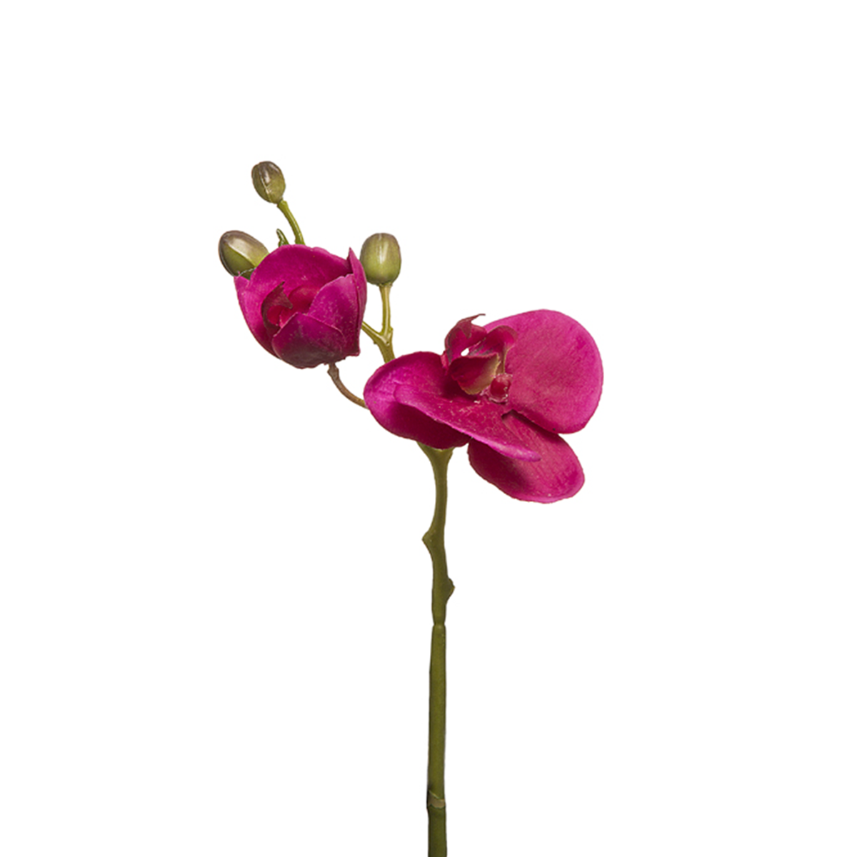 Orquídea Phalaenopsis FOREVER H32