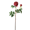 Peonia JARDIN