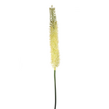 Steppe Lily Stem