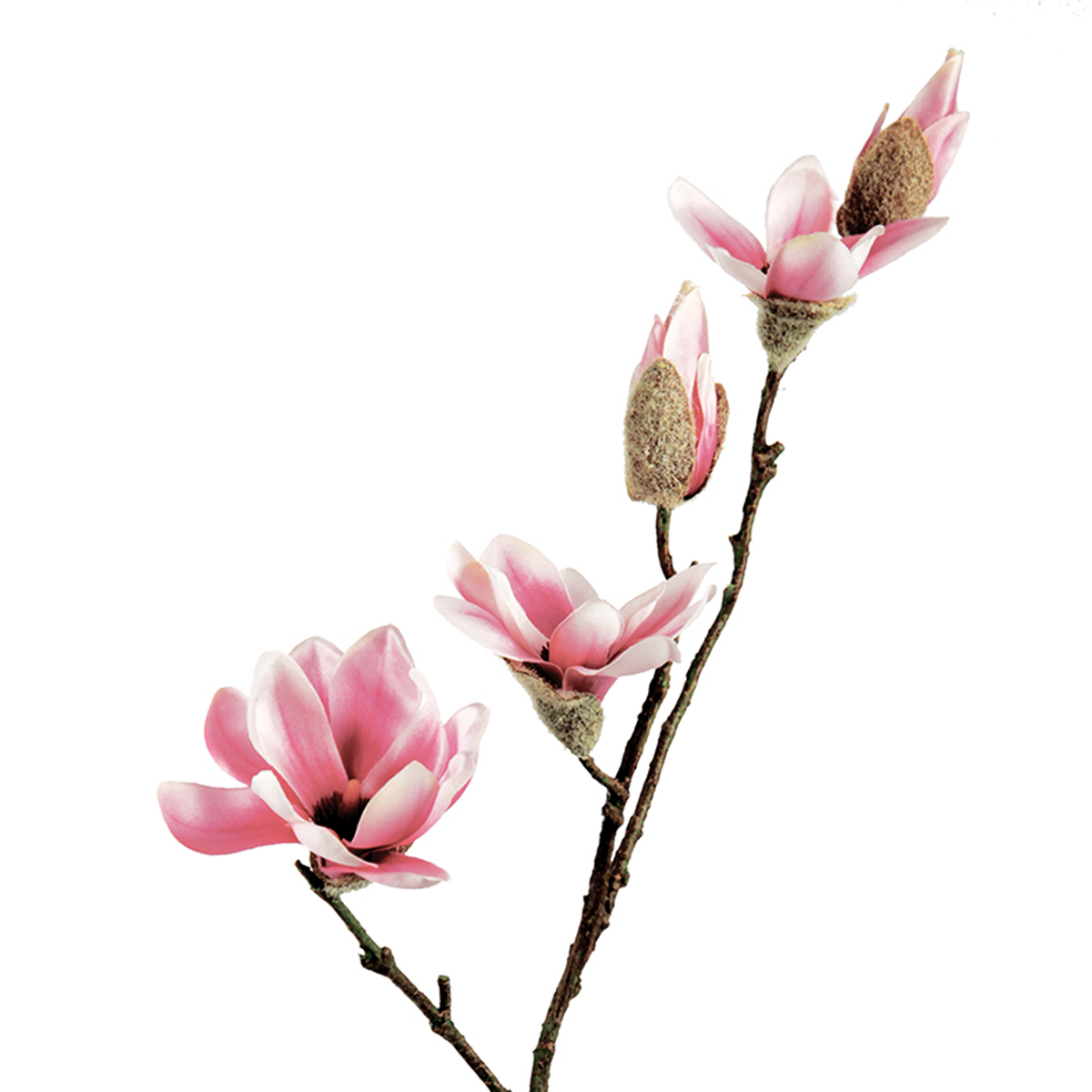 Magnolia 3 Fiori