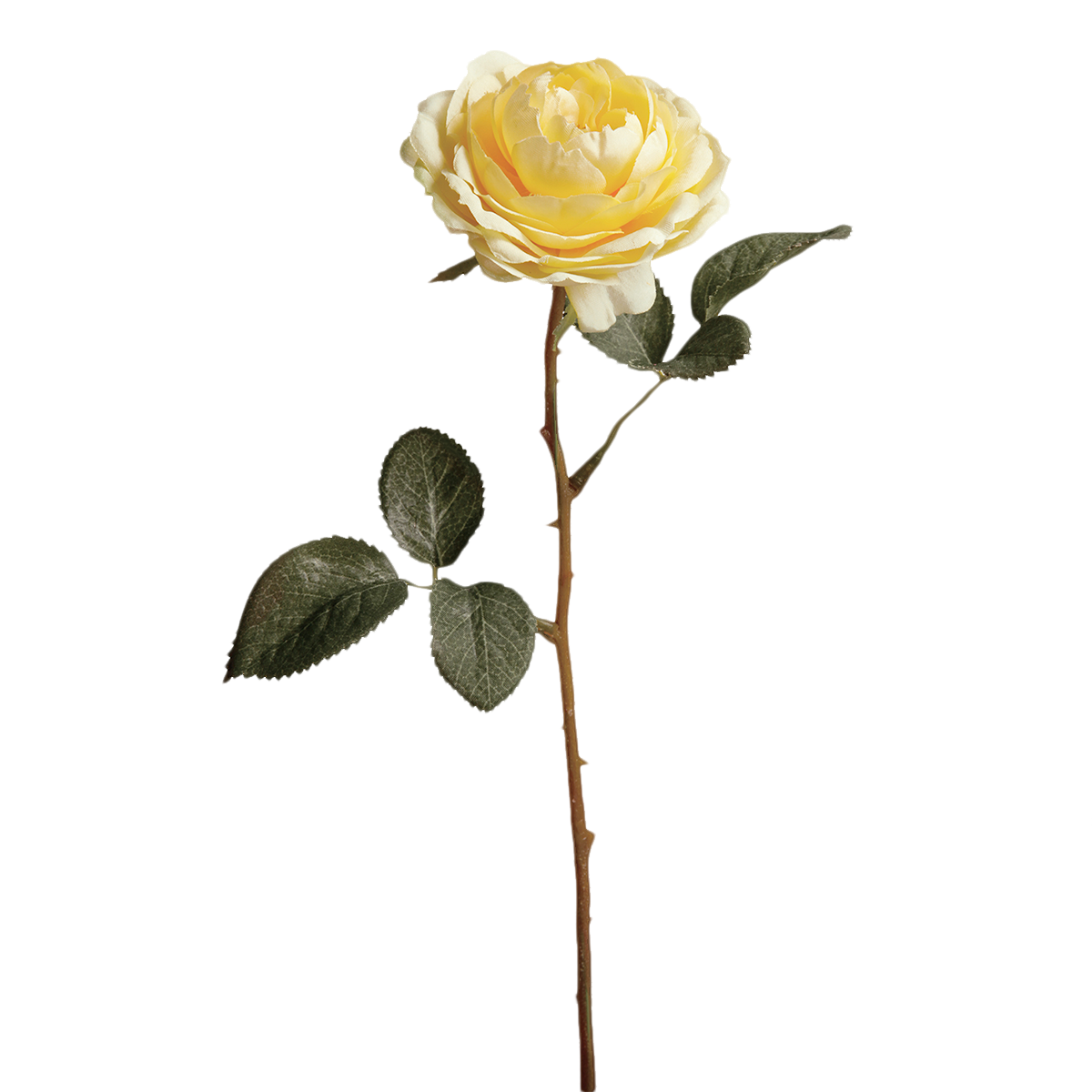 Rosa TEA