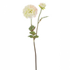 Dalia ANDREAS H50