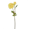 Dahlia Stem Andreas