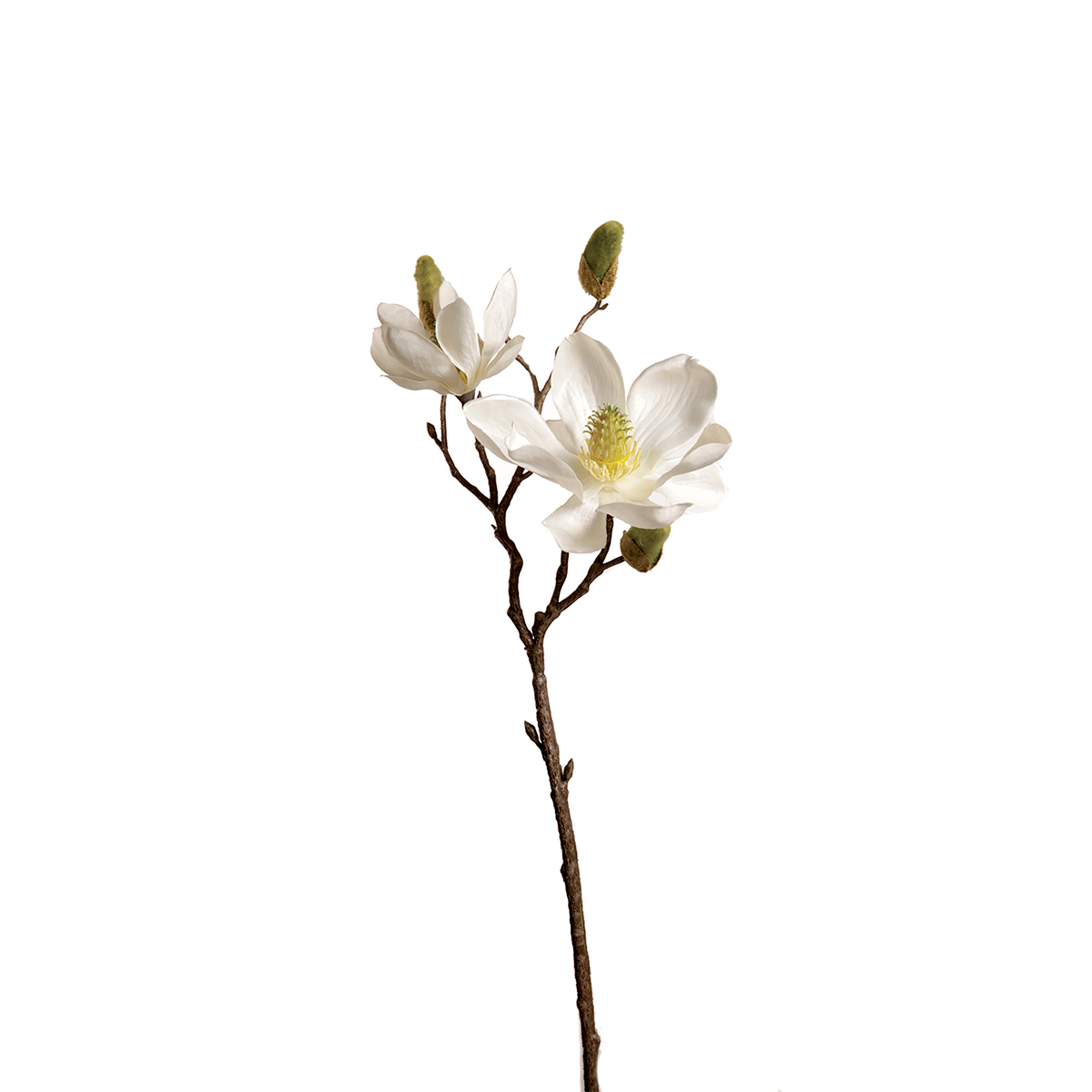 Magnolia 1 Flor