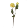 Dalia ANDREAS H50