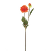 Dalia ANDREAS H50