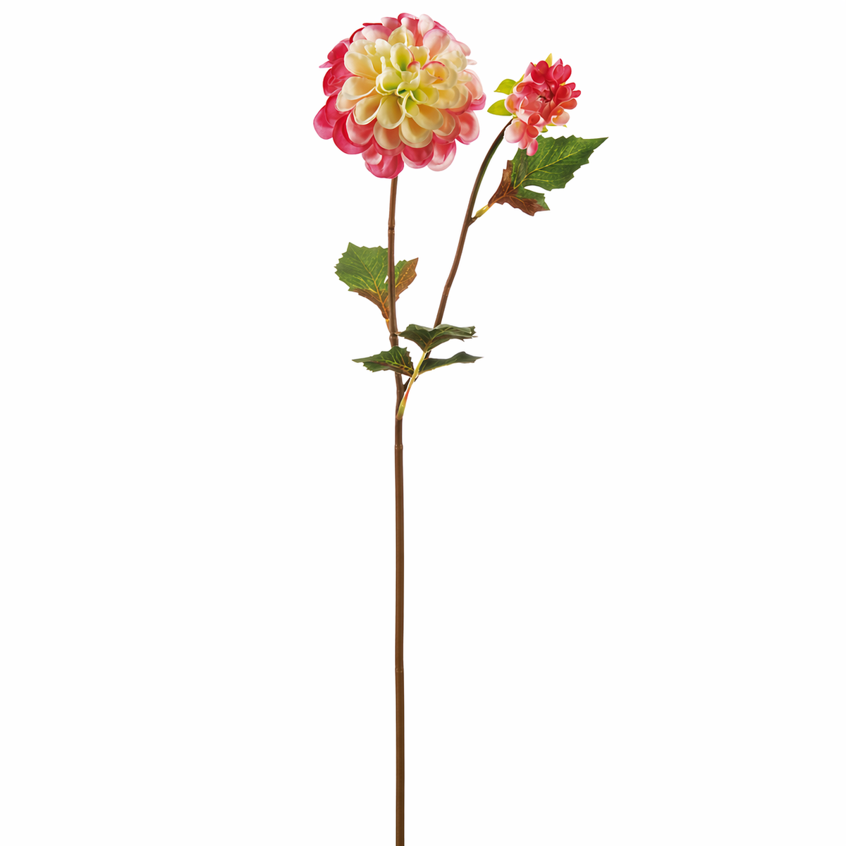 Dahlia ANDREAS H50