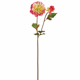 Tige de Dahlia Andreas