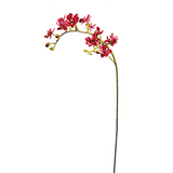 Orchid Stem