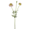 Scabiosa fiorita