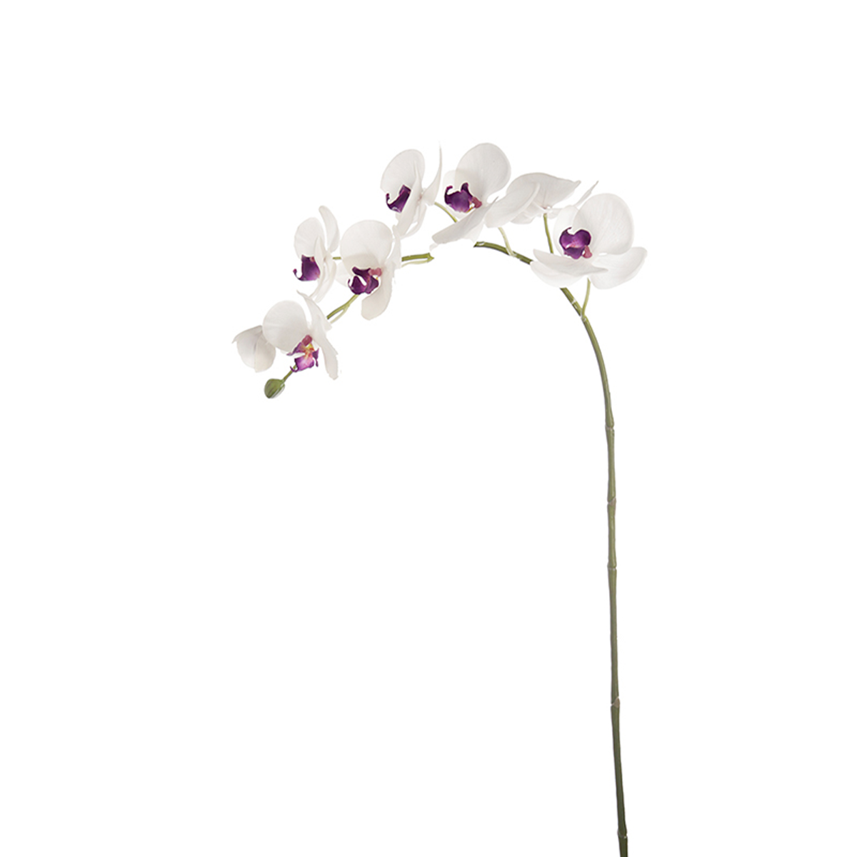 Orchidea Phalaenopsis FOREVER H47