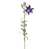 Lily Rubrum Elsa Stem