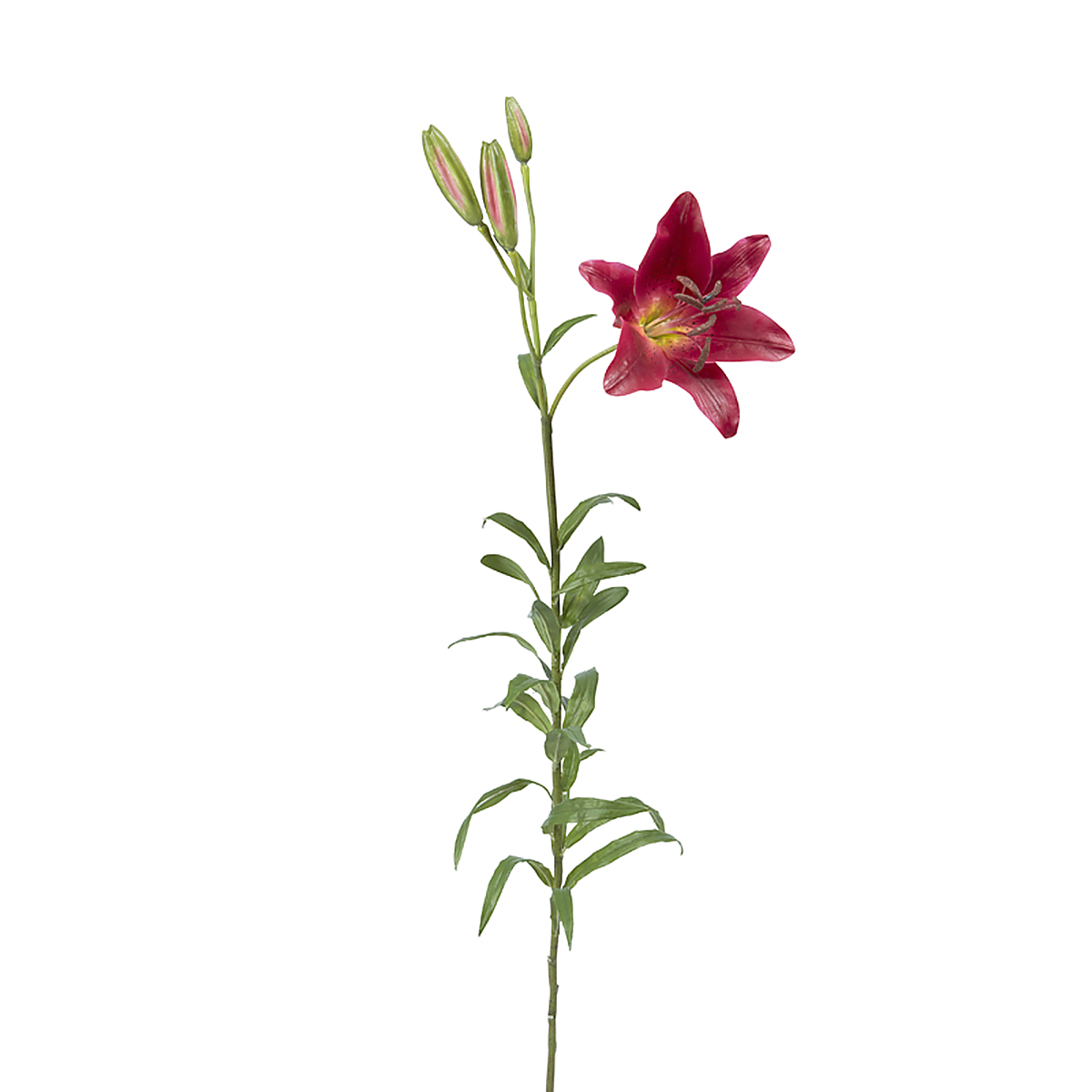Lirio Rubrum ELSA H98