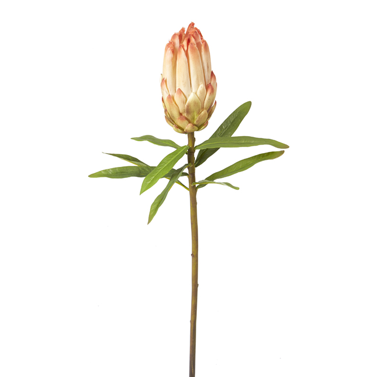 Protea BUD