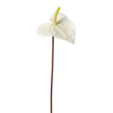 Anthurium Painters Palette Stem