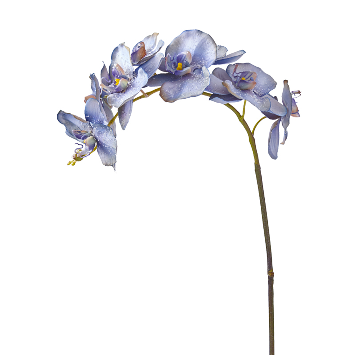 Orquídea Phalaenopsis GLITTER