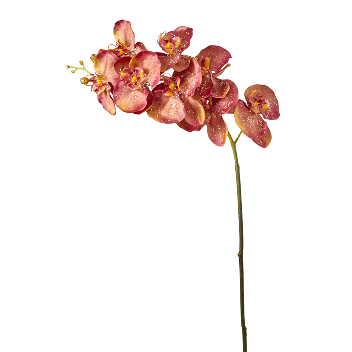 Tige d'Orchidée Phalaenopsis Glitter