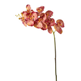 Phalaenopsis Orchid Stem Glitter