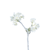 Ciliegi di neve