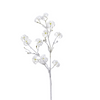 Large Format Snowy Clematis Stem