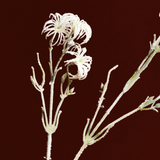 Large Format Snowy Clematis Stem