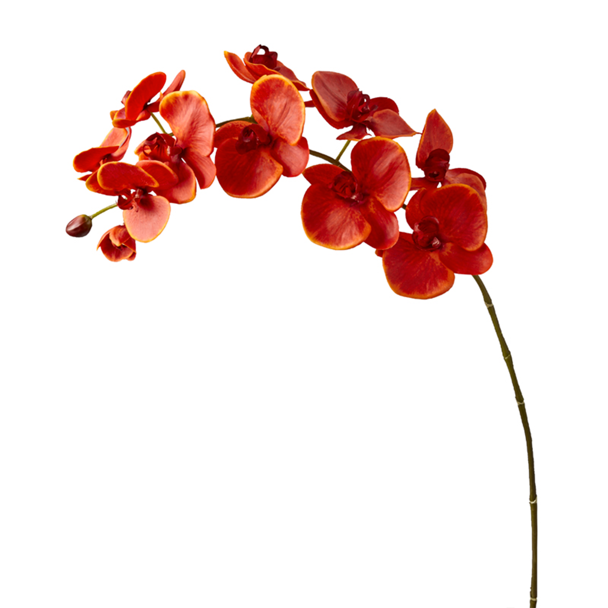 Orquídea Phalaenopsis FOREVER H100