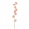 Physalis MARLY H54