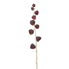 Physalis MARLY H54